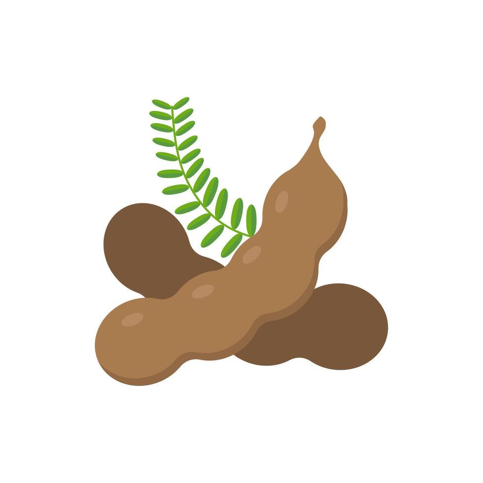 tamarind flat design illustration isolated on white background. Flavor spices and herbs menu template collection. Ripe brown tamarindus indica icon for package design. tropical exotic fruits vector