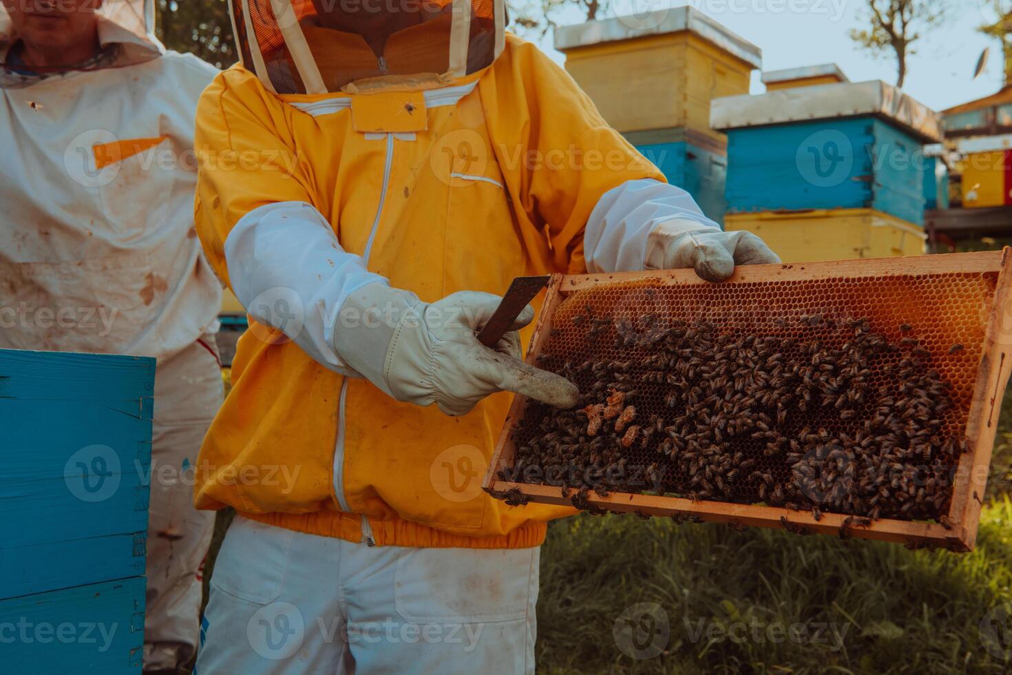 Beekeepers checking honey on the beehive frame in the field. Small business owners on apiary. Natural healthy food produceris working with bees and beehives on the apiary. photo