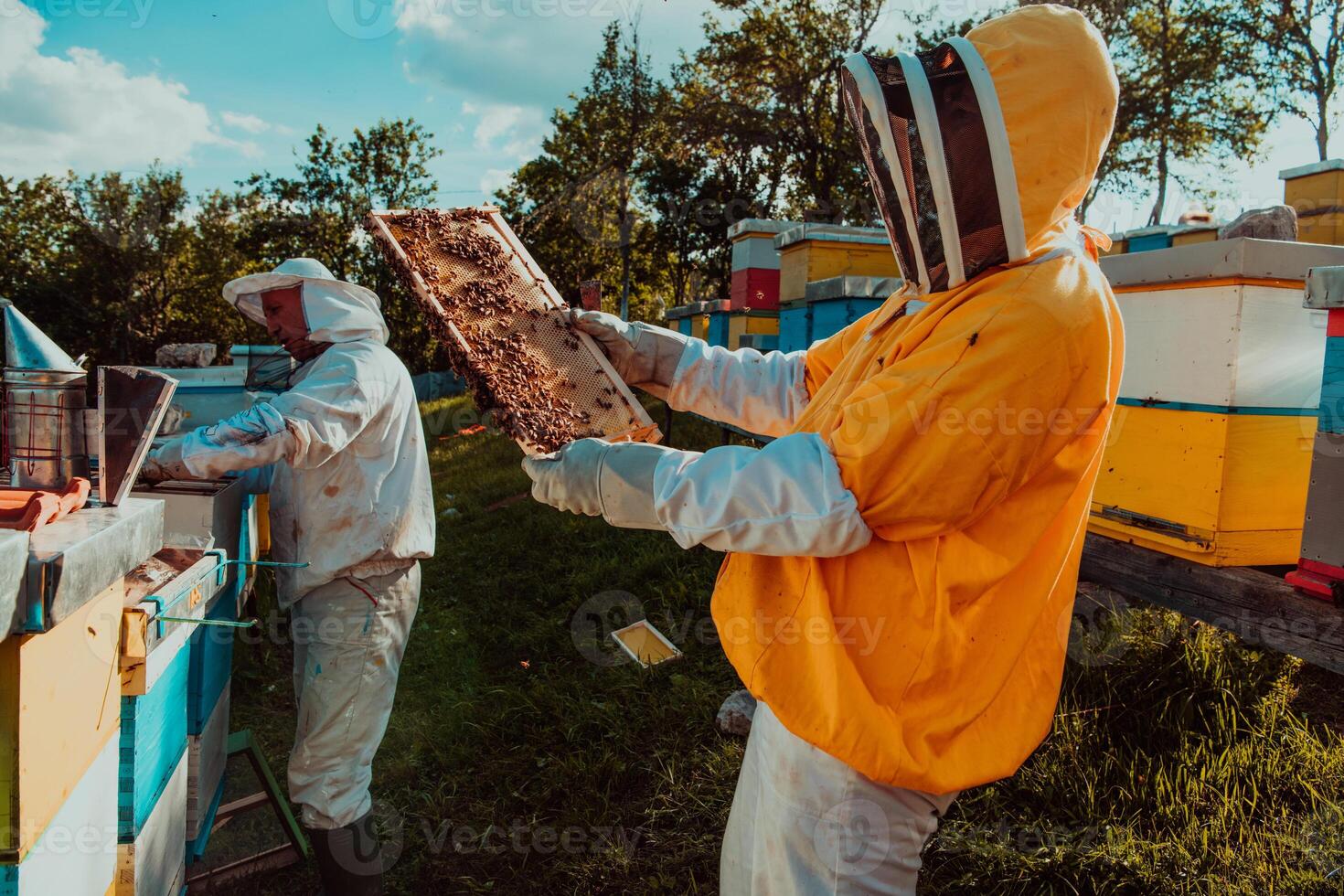 Beekeepers checking honey on the beehive frame in the field. Small business owners on apiary. Natural healthy food produceris working with bees and beehives on the apiary. photo