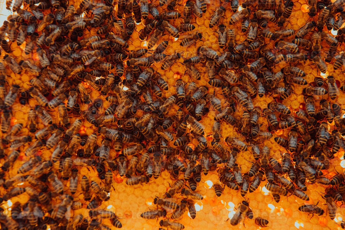 Close up honeycomb in wooden beehive with bees on it. Apiculture concept. photo