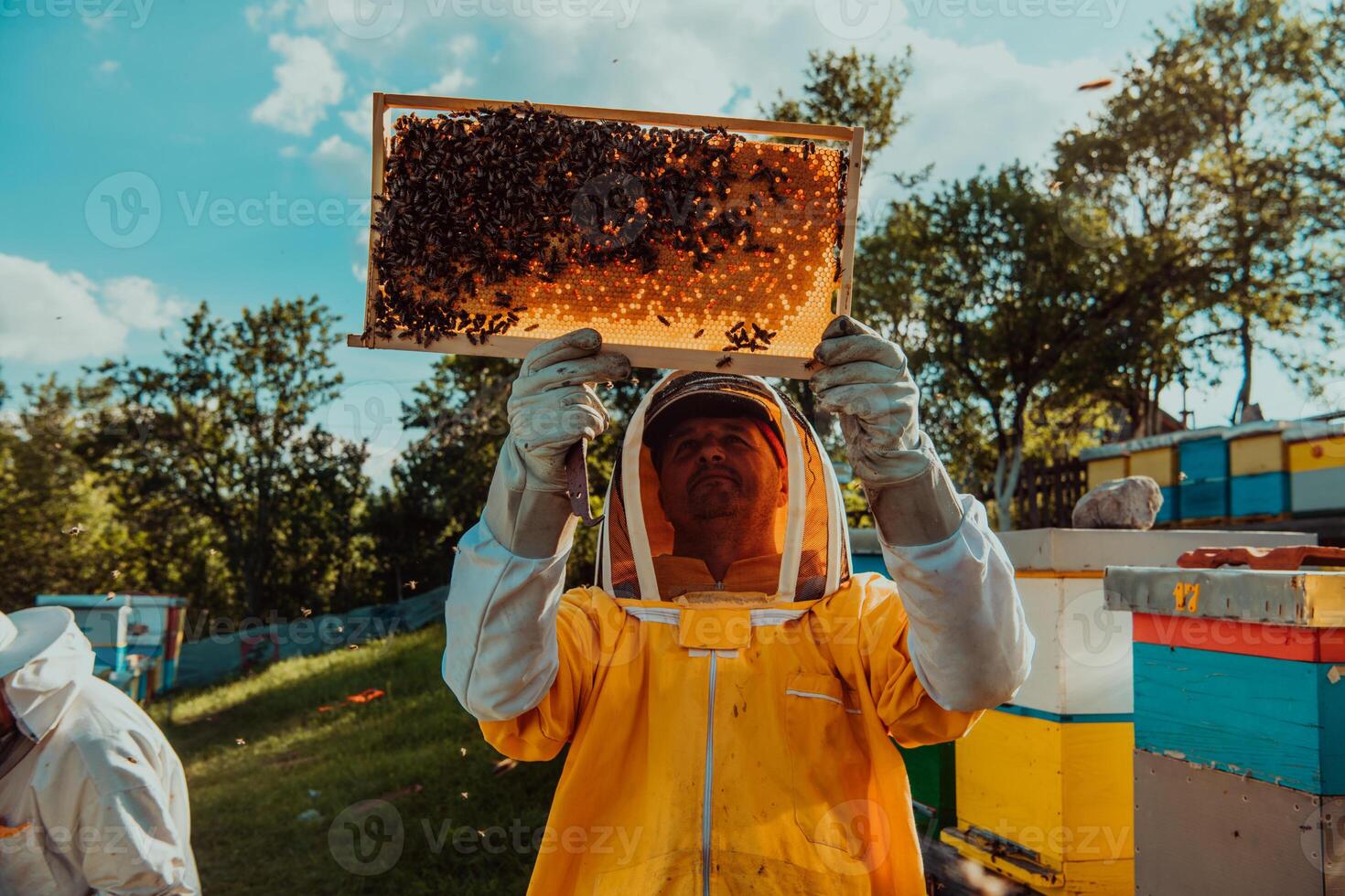 Wide shot of a beekeeper holding the beehive frame filled with honey against the sunlight in the field full of flowers photo