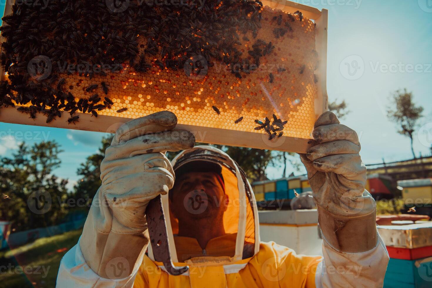 Wide shot of a beekeeper holding the beehive frame filled with honey against the sunlight in the field full of flowers photo