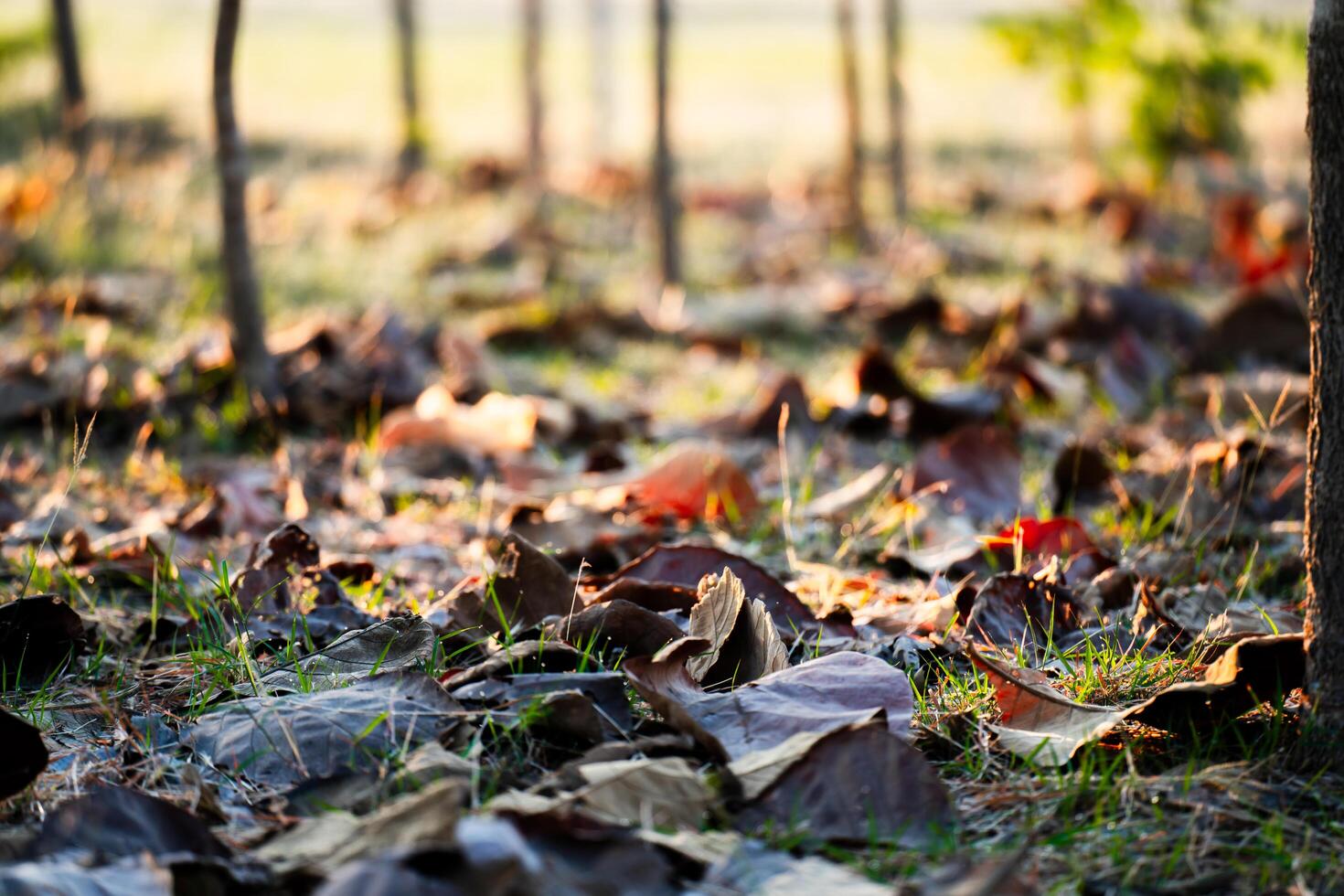 Shallow depth of field shot of Brown dry leaves piling on the ground leaves in the middle of the forest have fallen and are dry. a pile of dry leaves. dry leaves fall from the trees,soft focus. photo