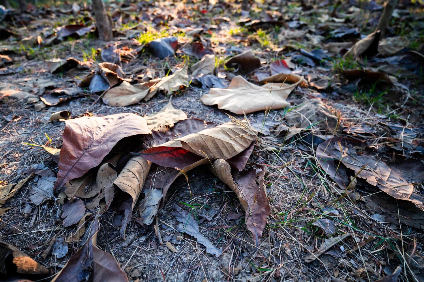 Shallow depth of field shot of Brown dry leaves piling on the ground leaves in the middle of the forest have fallen and are dry. a pile of dry leaves. dry leaves fall from the trees,soft focus. photo