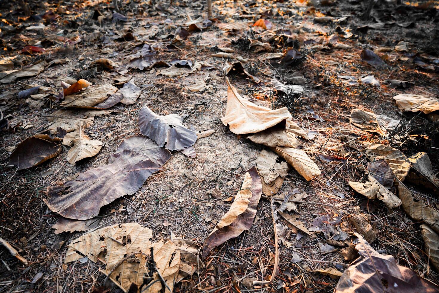 Shallow depth of field shot of Brown dry leaves piling on the ground leaves in the middle of the forest have fallen and are dry. a pile of dry leaves. dry leaves fall from the trees,soft focus. photo