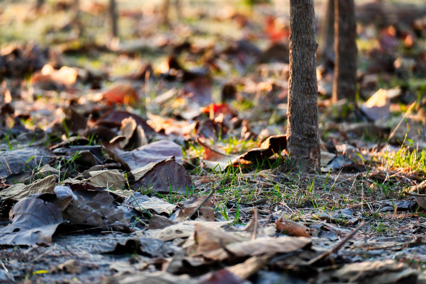 Shallow depth of field shot of Brown dry leaves piling on the ground leaves in the middle of the forest have fallen and are dry. a pile of dry leaves. dry leaves fall from the trees,soft focus. photo