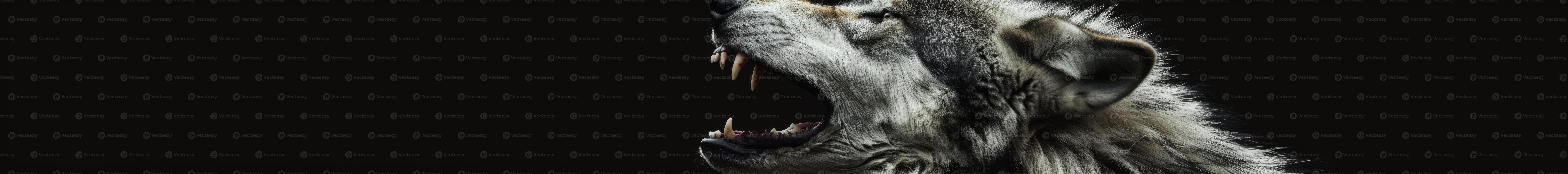 Expressive Silver Wolf with a Fierce Gaze photo