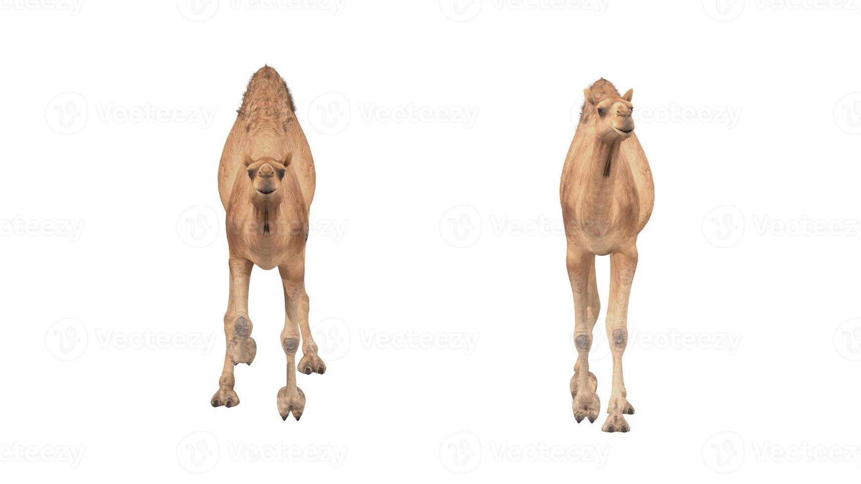 3d render camel walking on white background photo