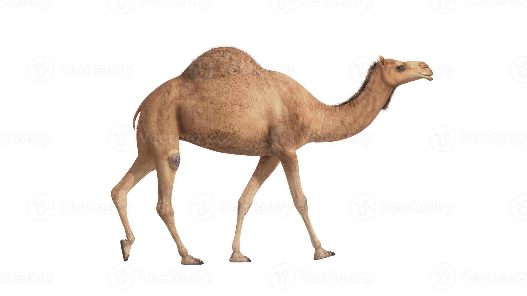 3d render camel walking on white background photo