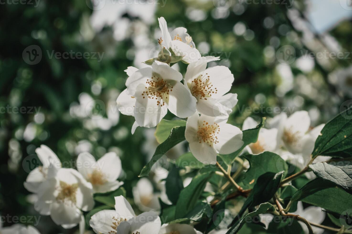 Jasmine flowers in the garden photo