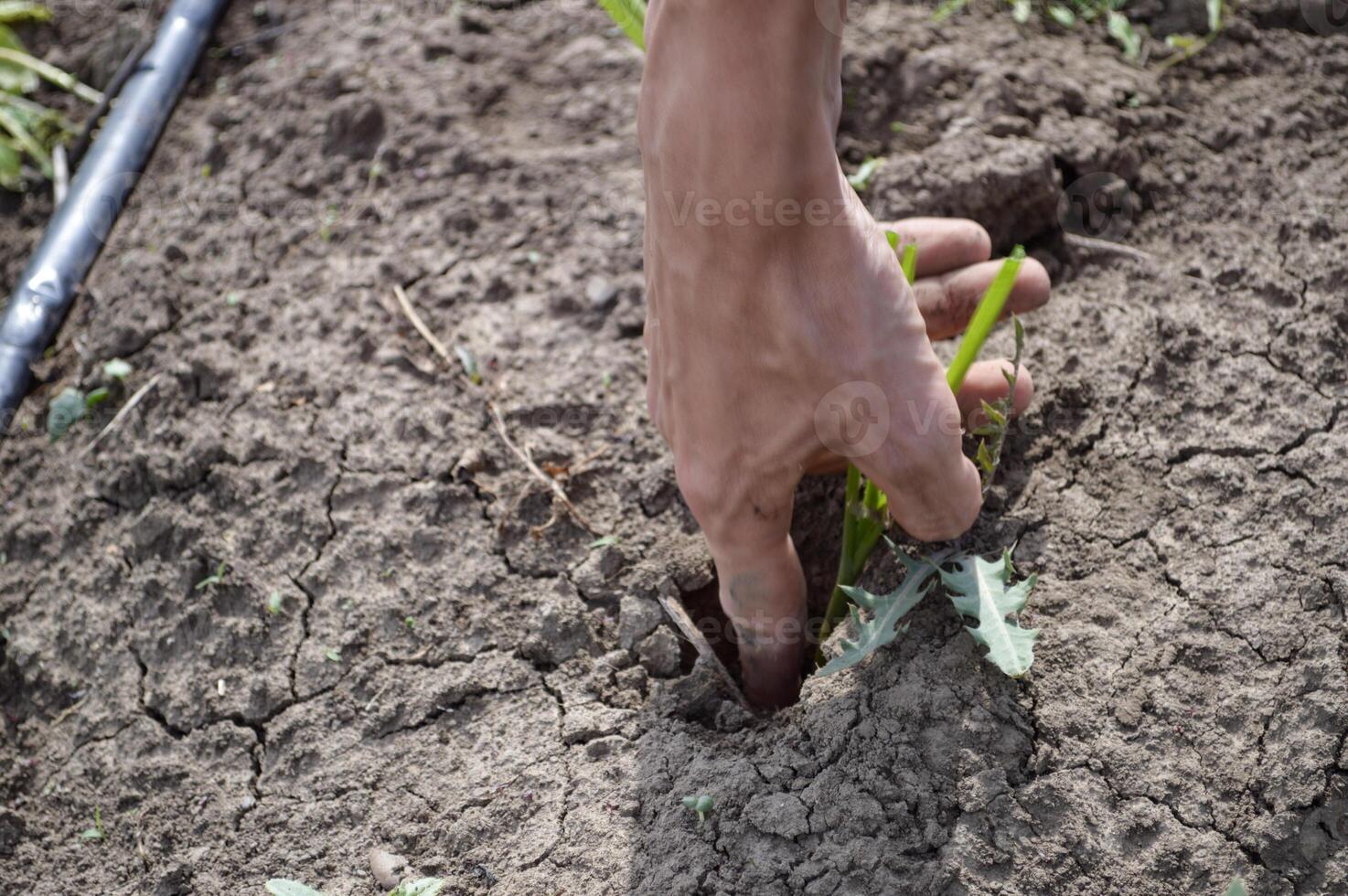 Farmer planting green onion. Agriculture concept photo