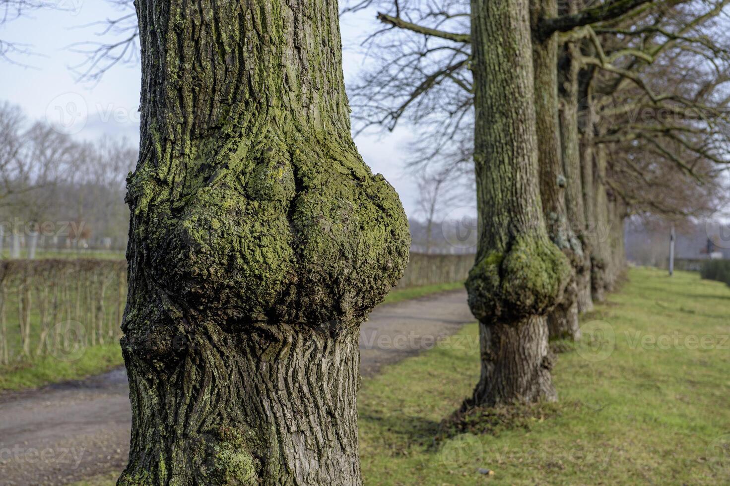 Burl on old oak tree with moss photo