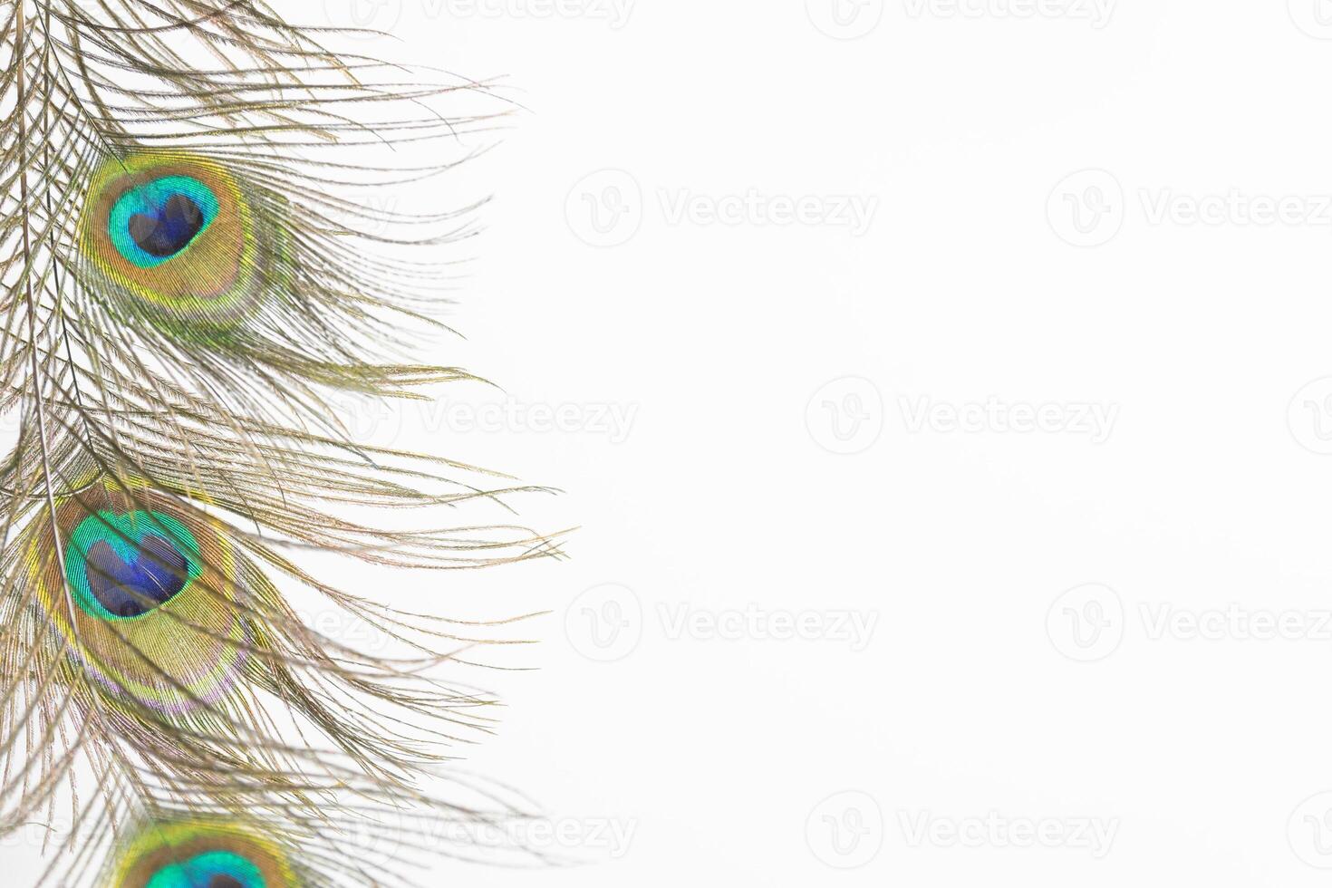 Peacock feathers pointing down. isolated on white background. copy space photo