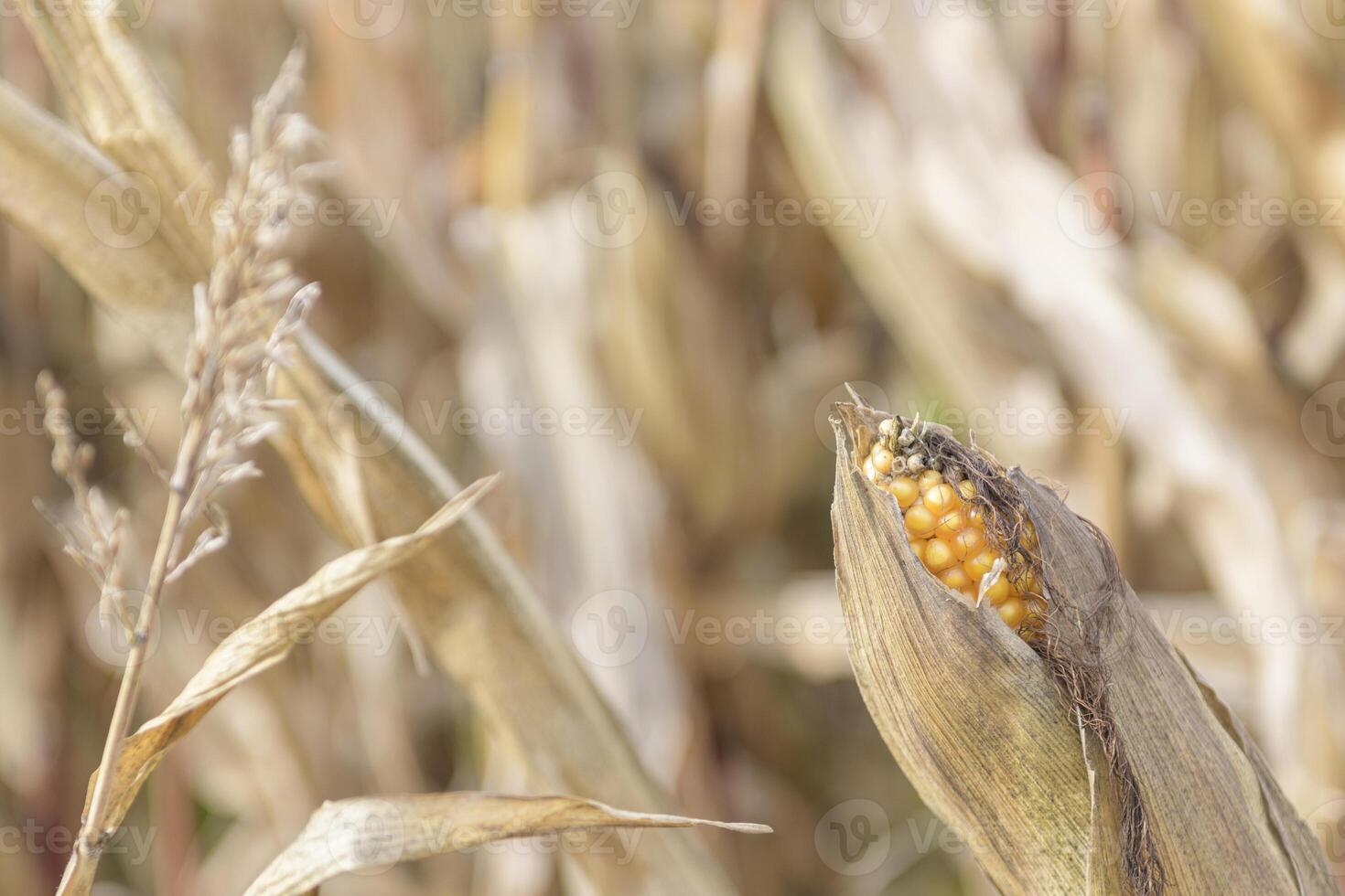 Harvesting corn stalks and ears in the field in late October. Close up photo