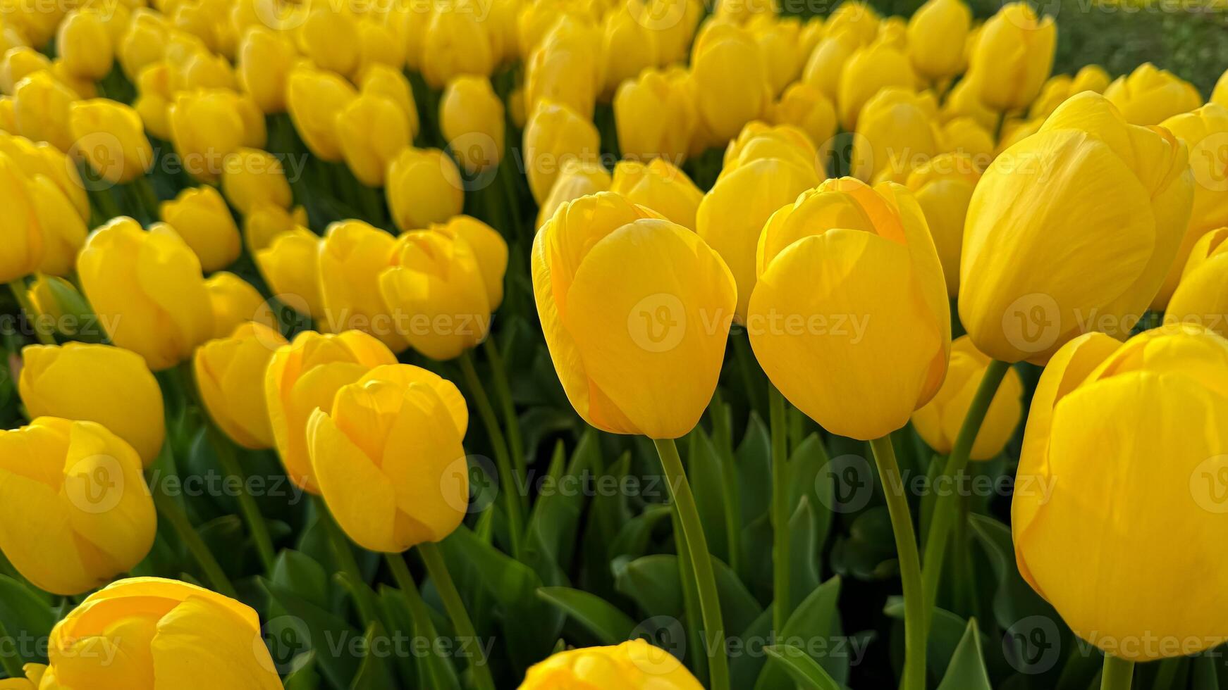 Flowers background. Close up of yellow tulips in full bloom, dense floral display in spring garden, vibrant natural tulip bouquet for horticulture and botanical themes, design and print. photo