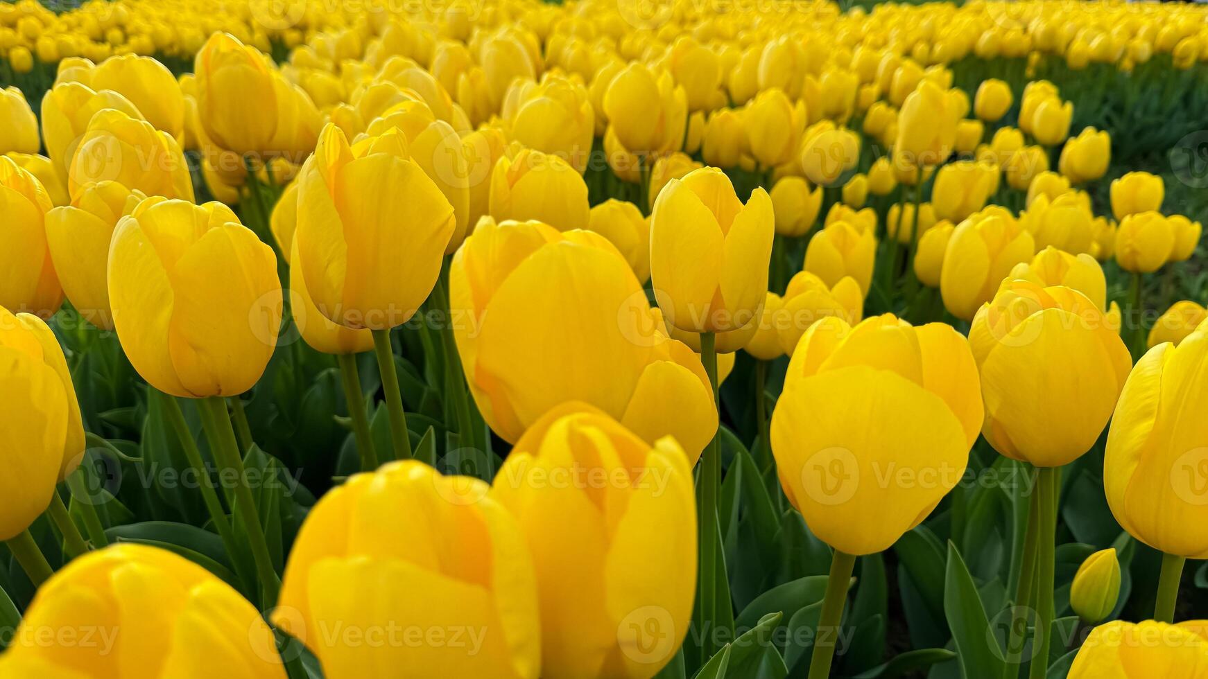 Flowers background. Close up of yellow tulips in full bloom, dense floral display in spring garden, vibrant natural tulip bouquet for horticulture and botanical themes, design and print. photo