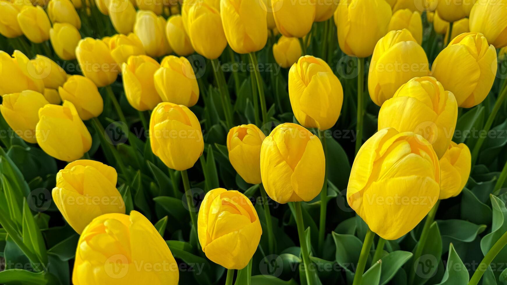 Flowers background. Close up of yellow tulips in full bloom, dense floral display in spring garden, vibrant natural tulip bouquet for horticulture and botanical themes, design and print. photo