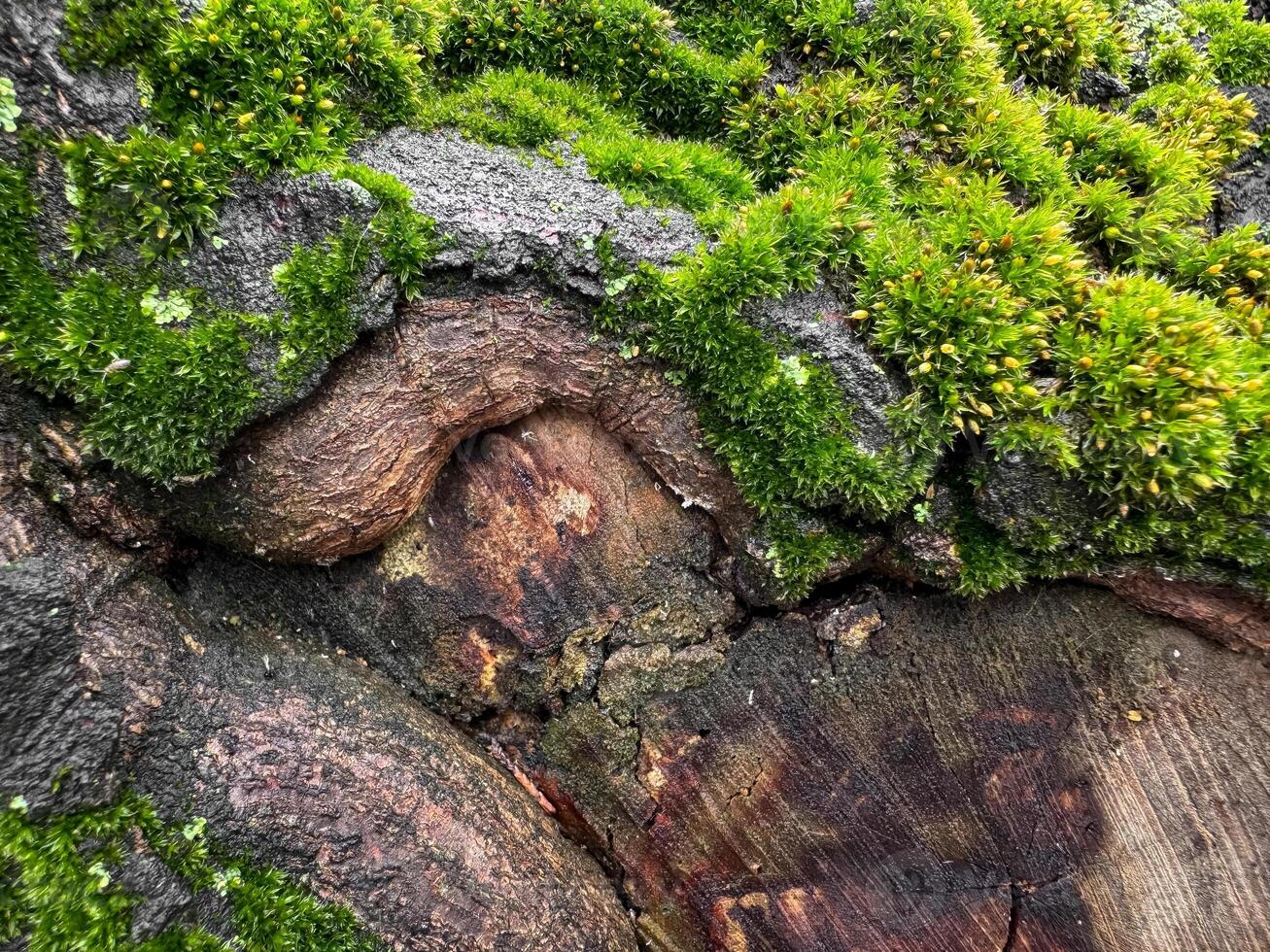 Moss covered tree bark close up with vibrant green textures. Nature background. Natures detail, forest floor life and woodland ecosystem concept for design and print. photo
