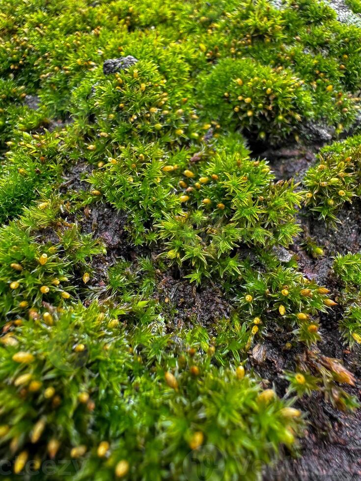 Moss covered tree bark close up with vibrant green textures. Nature background. Natures detail, forest floor life and woodland ecosystem concept for design and print. photo