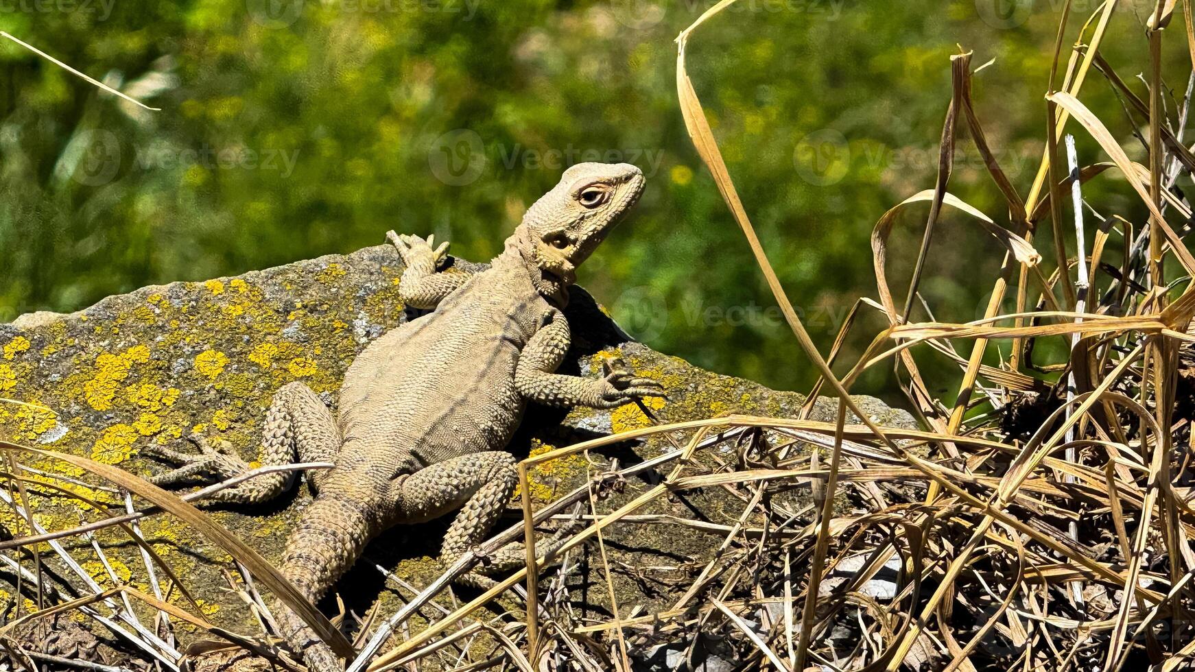 Lizard sits in dry grass on rock covered with moss and lichen against background of green grass. Wildlife and nature photographs capturing behavior of reptiles in their natural habitat. photo