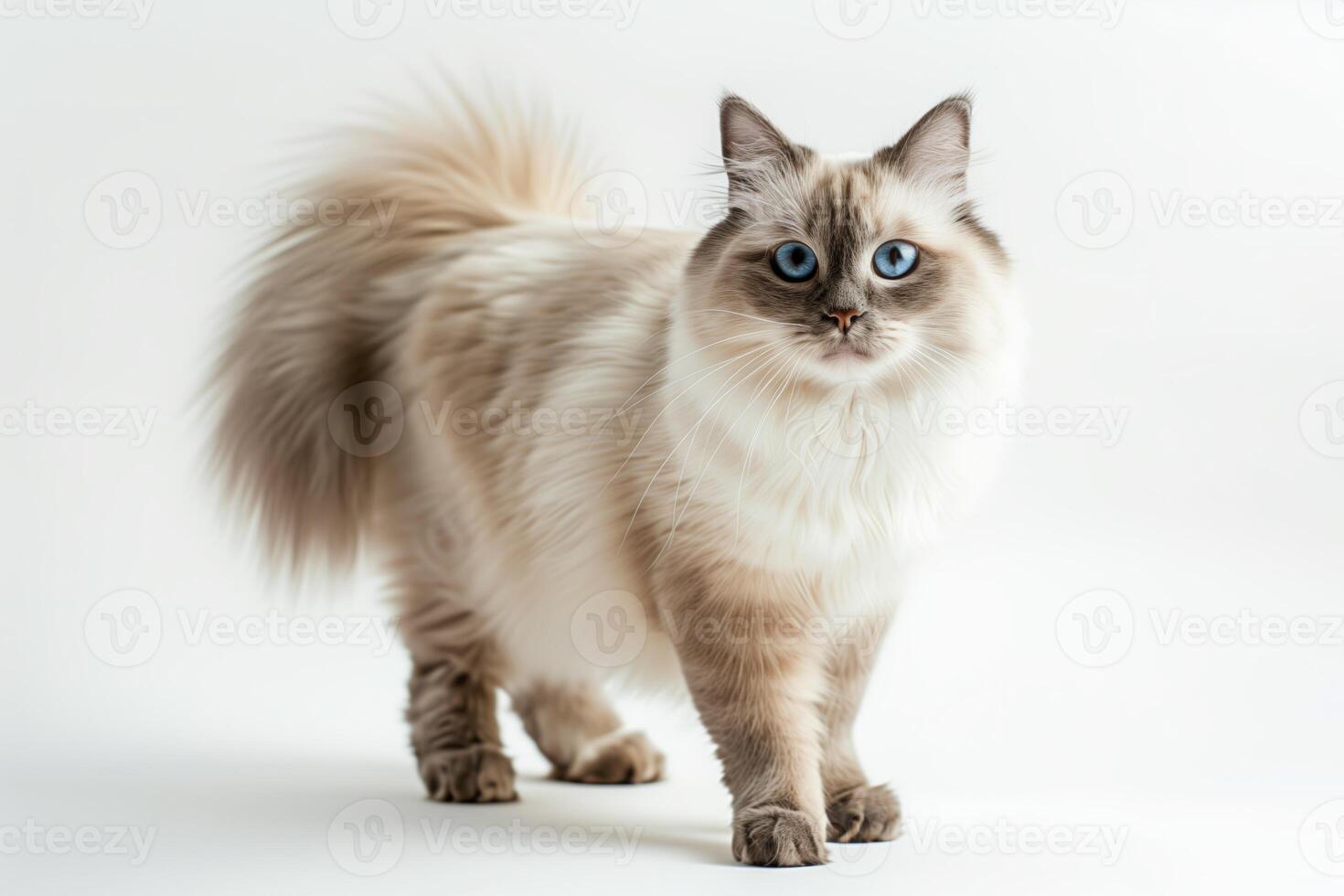 Fluffy Ragdoll Cat With Blue Eyes photo