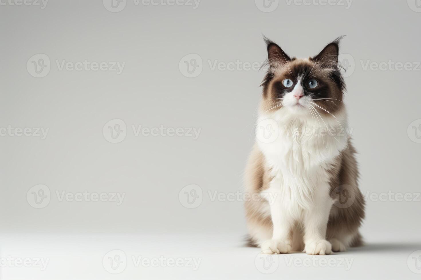 Fluffy Ragdoll Cat With Blue Eyes photo