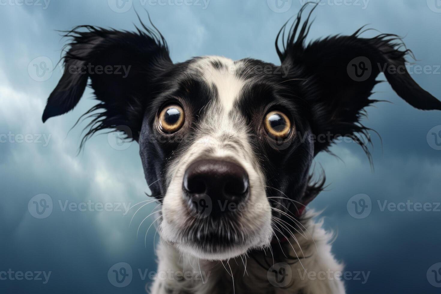 Close Up Of Dog With Curious Expression photo