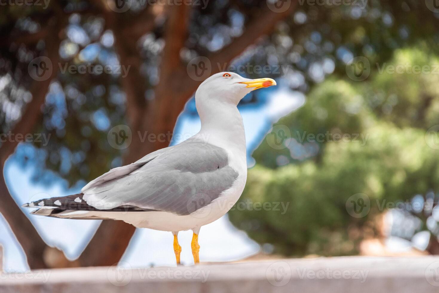 Photos of the sights of Rome through the eyes of a tourist