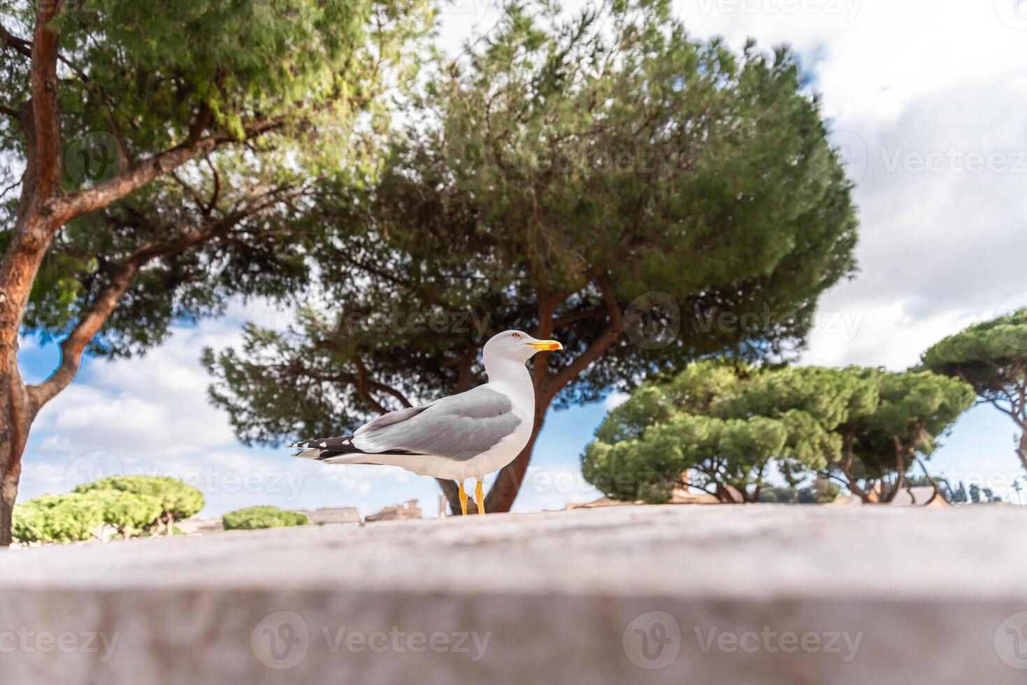 Photos of the sights of Rome through the eyes of a tourist