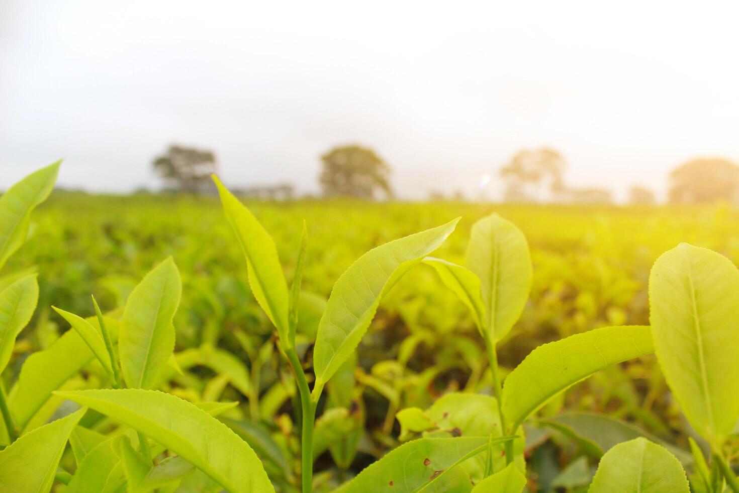 Young shoots of fresh green tea in the sun. summer morning atmosphere on a tea garden farm photo