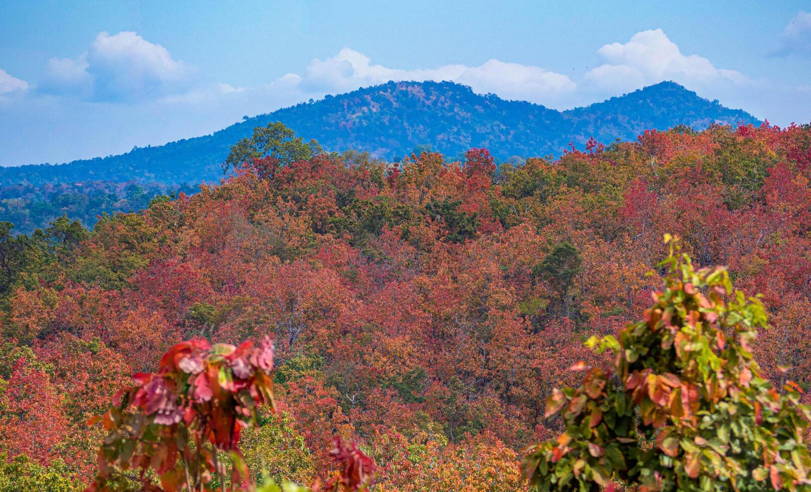 Thailand's rainforest mountain with vibrantly colored leaves in autumn. photo