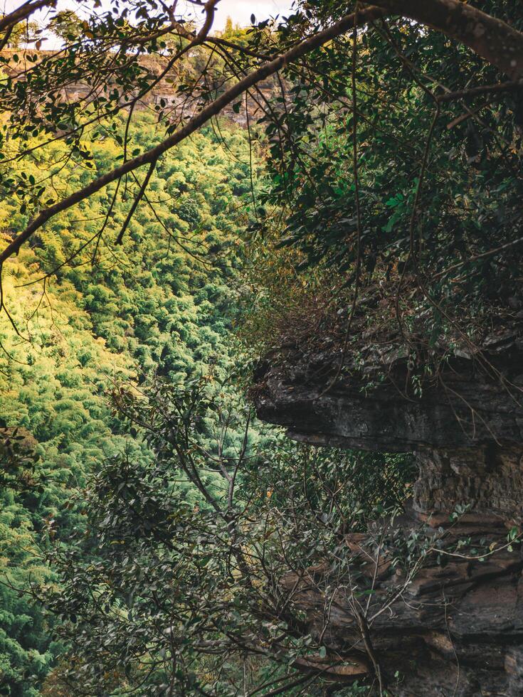 Aerial view of Tree Stones Wall Along a River in a Lush Forest Landscape. photo