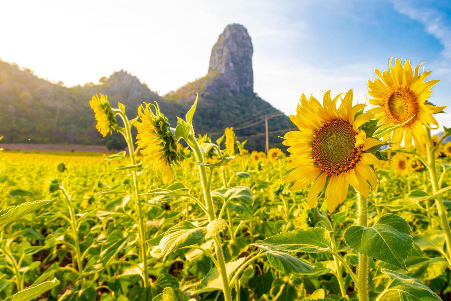 At sunset, a summer sunflower meadow in Lopburi, Thailand, with a mountain background. photo