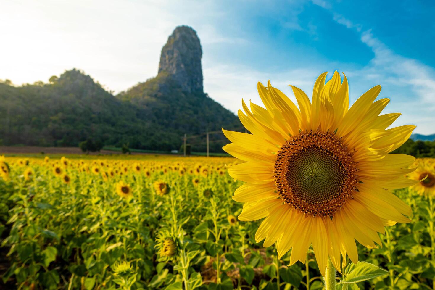 At sunset, a summer sunflower meadow in Lopburi, Thailand, with a mountain background. photo
