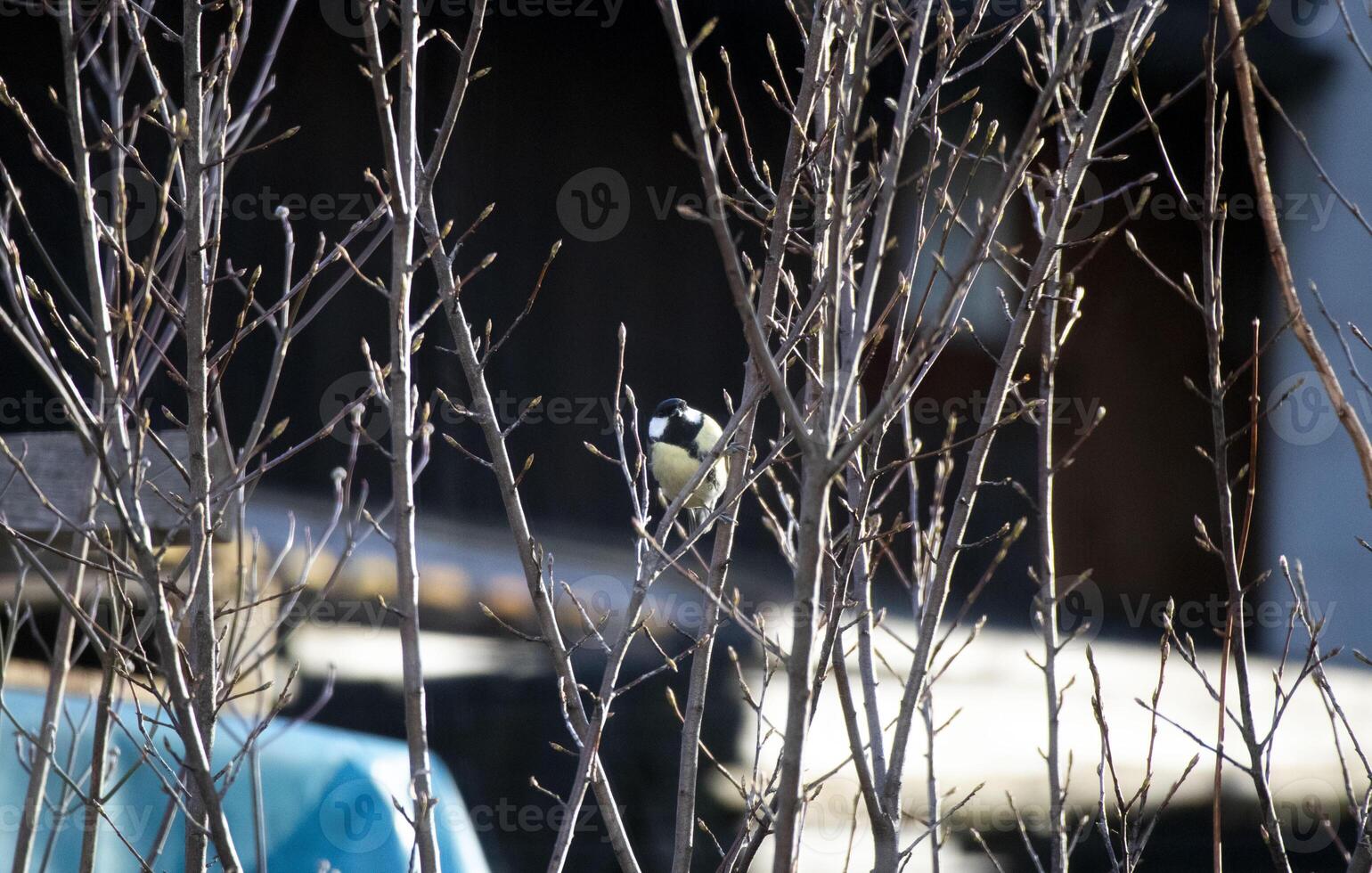 Birds in the garden photo