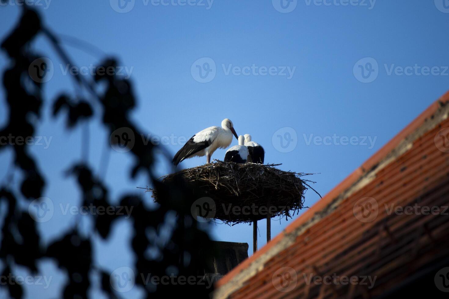 Family of Storks photo