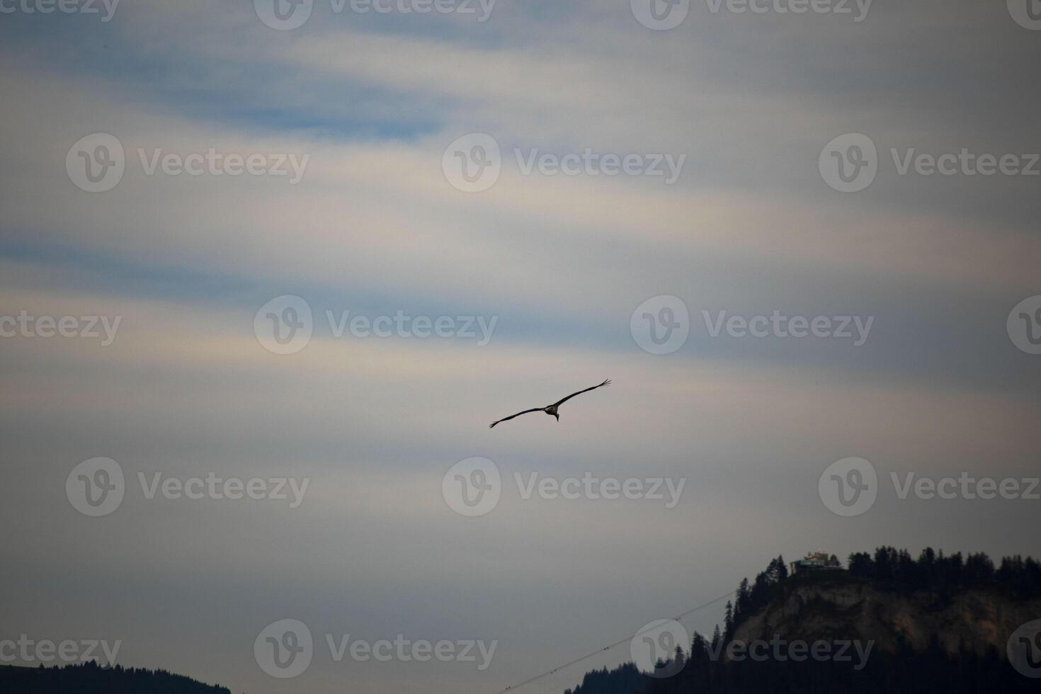 Birds in nature photo