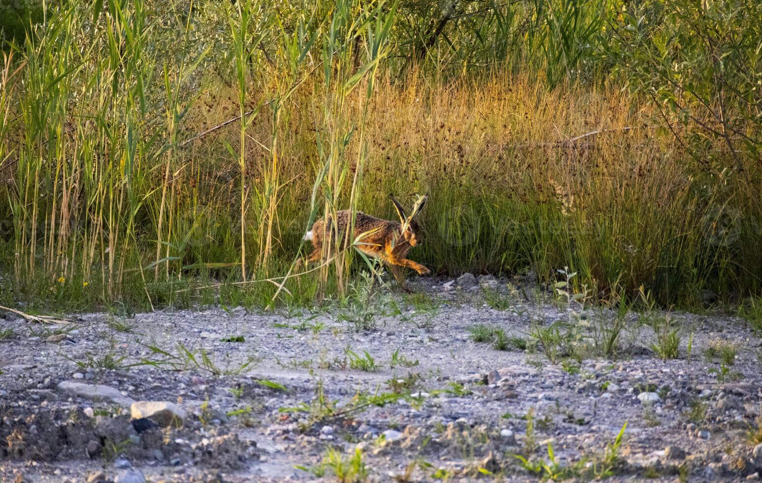 Rabbit in a field photo