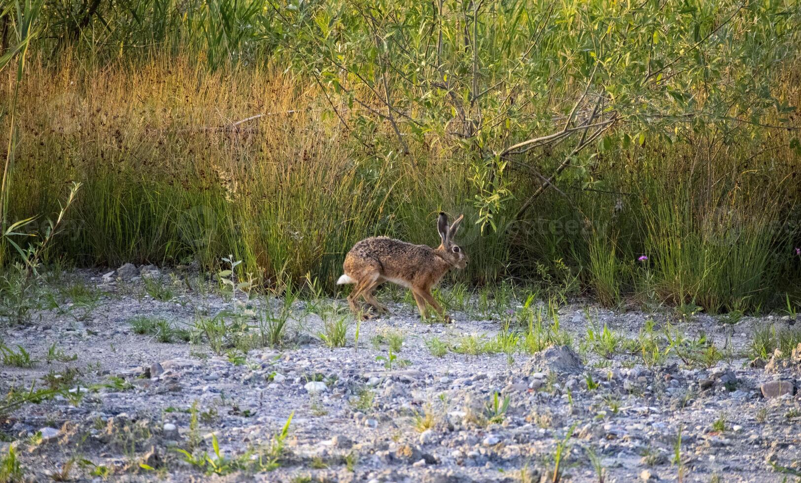 Rabbit in a field photo