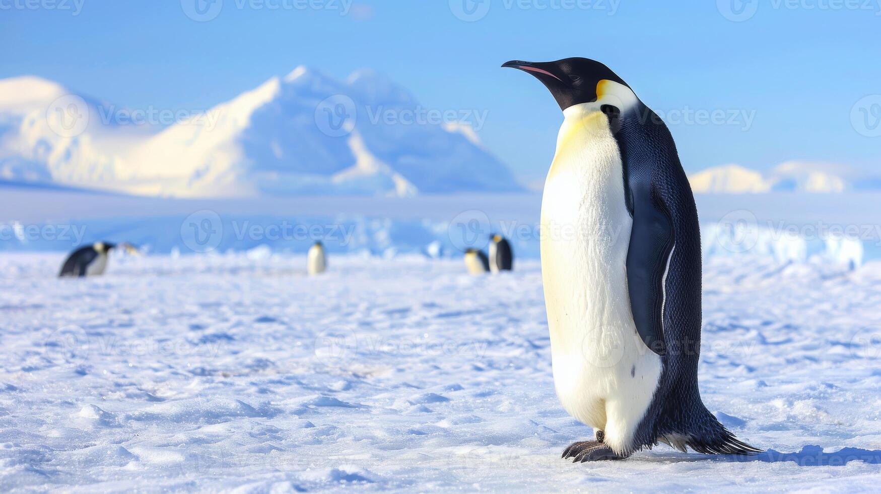 Emperor Penguin on Icy Landscape, Antarctica, Wildlife Photography, Suitable for Print, Poster, or Card Design photo