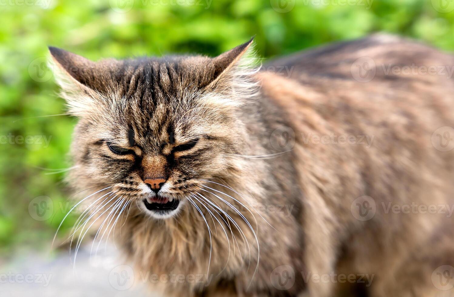 Portrait of a wild cat. Close-up. Selective focus. photo