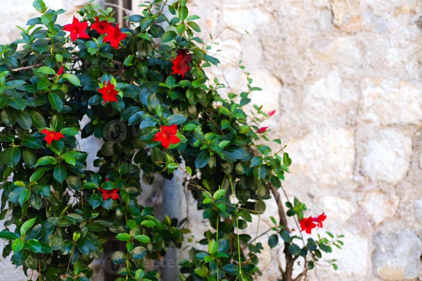 Beautiful bush with red flowers grows near the house. Landscaping of the yard, garden. Close-up. Copy space. photo