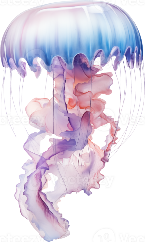 Jellyfish isolated on transparent background png