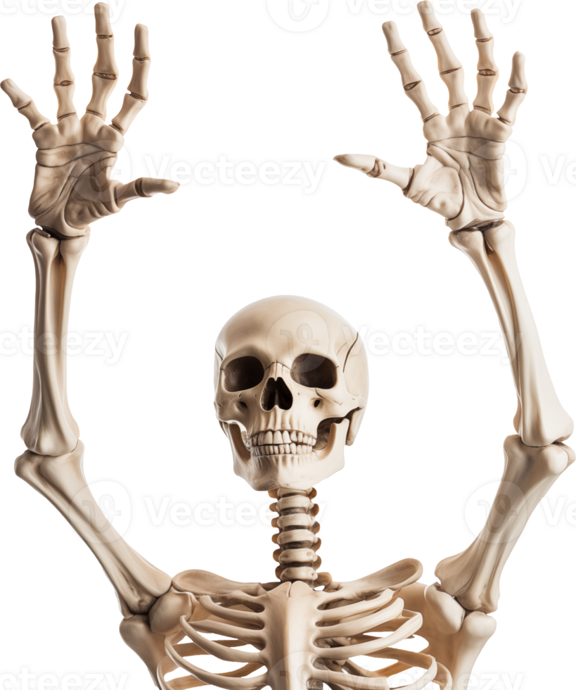 Human skeleton with hand raising png