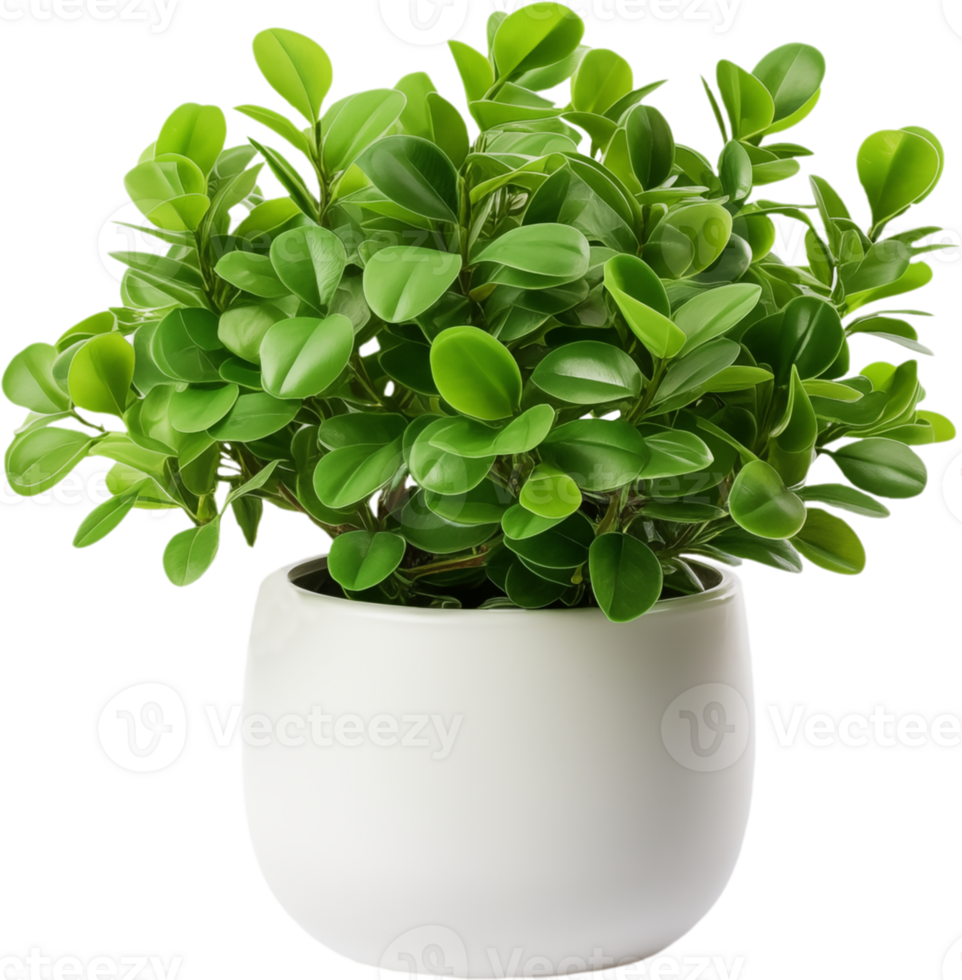 Potted plant for interior decoration png