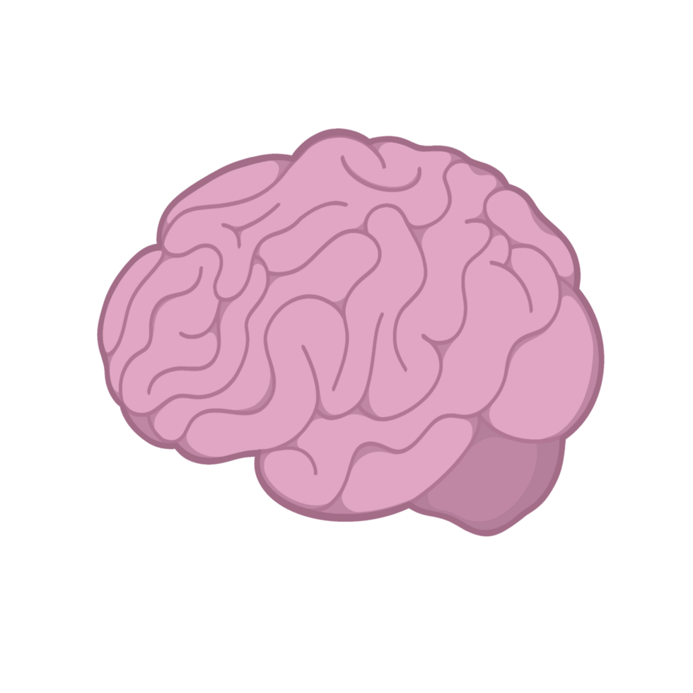 Brain Illustration Transparent Background png