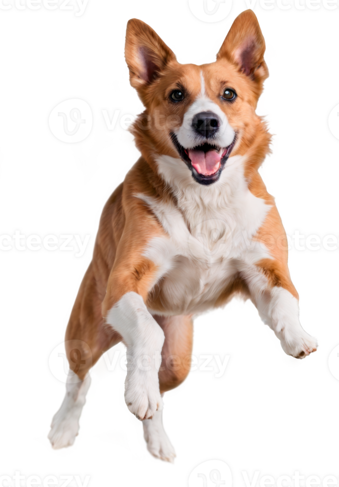 Happy dog jumping isolated on transparent background png