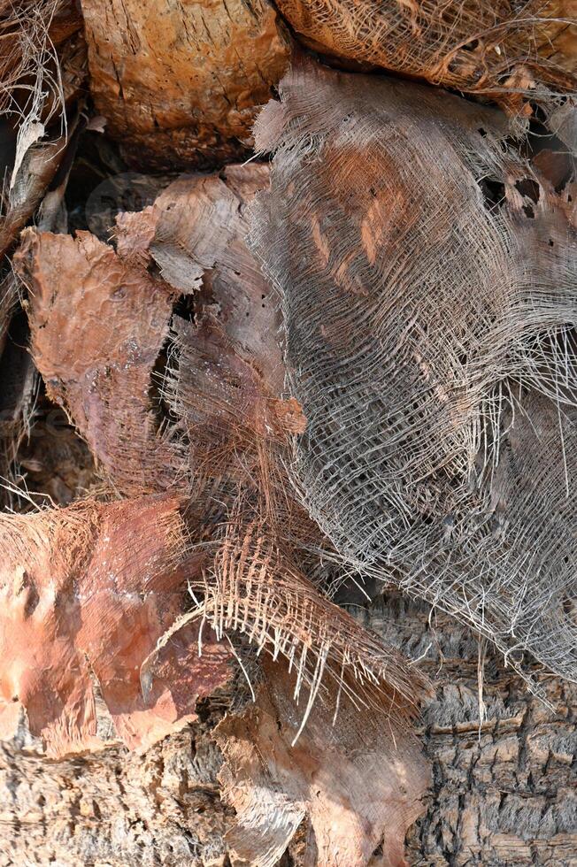 a pile of dead leaves and twigs on a tree photo