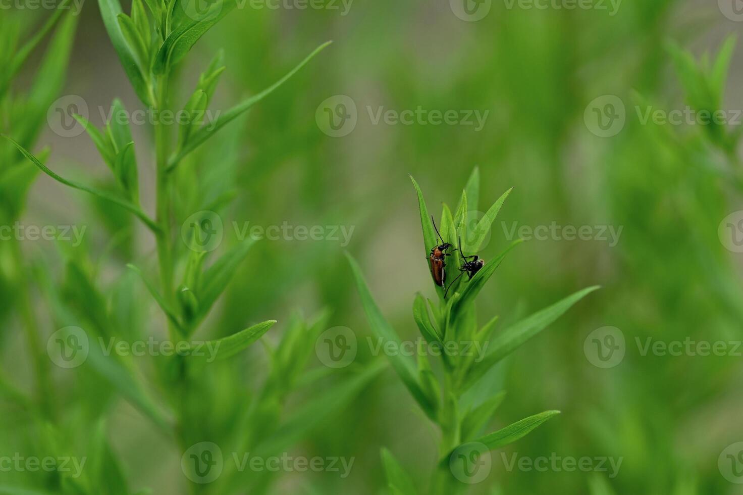 two bugs are sitting on the green leaves of a plant photo