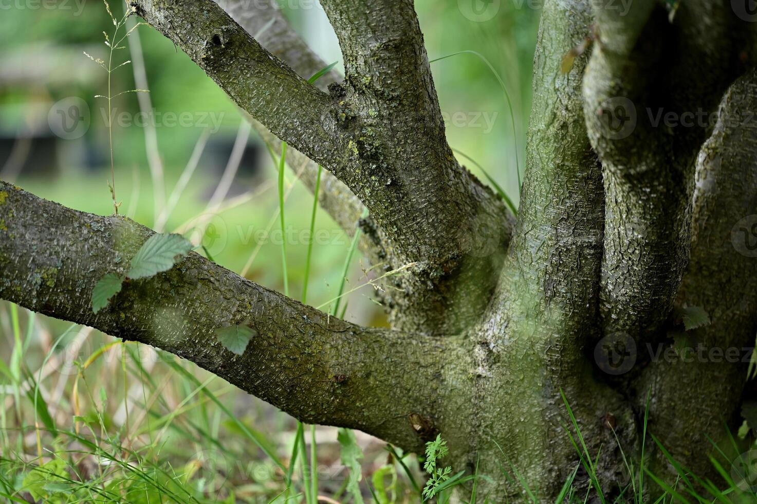 a bird sitting on a tree branch in a grassy area photo